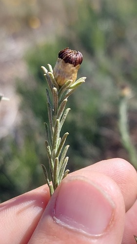 Lineleaf Perdekaroo (Oedera fruticosa)