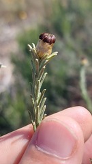 Oedera fruticosa