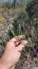 Oedera fruticosa, photograph (c) Jacques van der Merwe, some rights reserved (CC BY-SA)