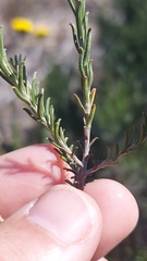Oedera fruticosa, photograph (c) Jacques van der Merwe, some rights reserved (CC BY-SA)