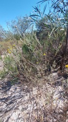 Oedera fruticosa, photograph (c) Jacques van der Merwe, some rights reserved (CC BY-SA)
