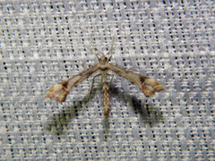 Platyptilia carduidactylus