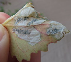 Chrysoesthia sexguttella