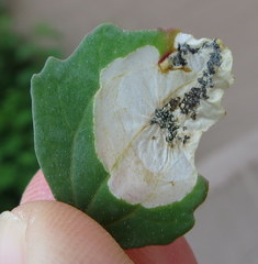 Chrysoesthia sexguttella