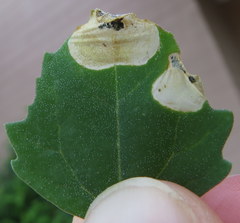 Chrysoesthia sexguttella