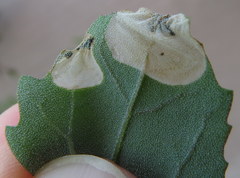 Chrysoesthia sexguttella