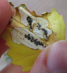 Chrysoesthia sexguttella
