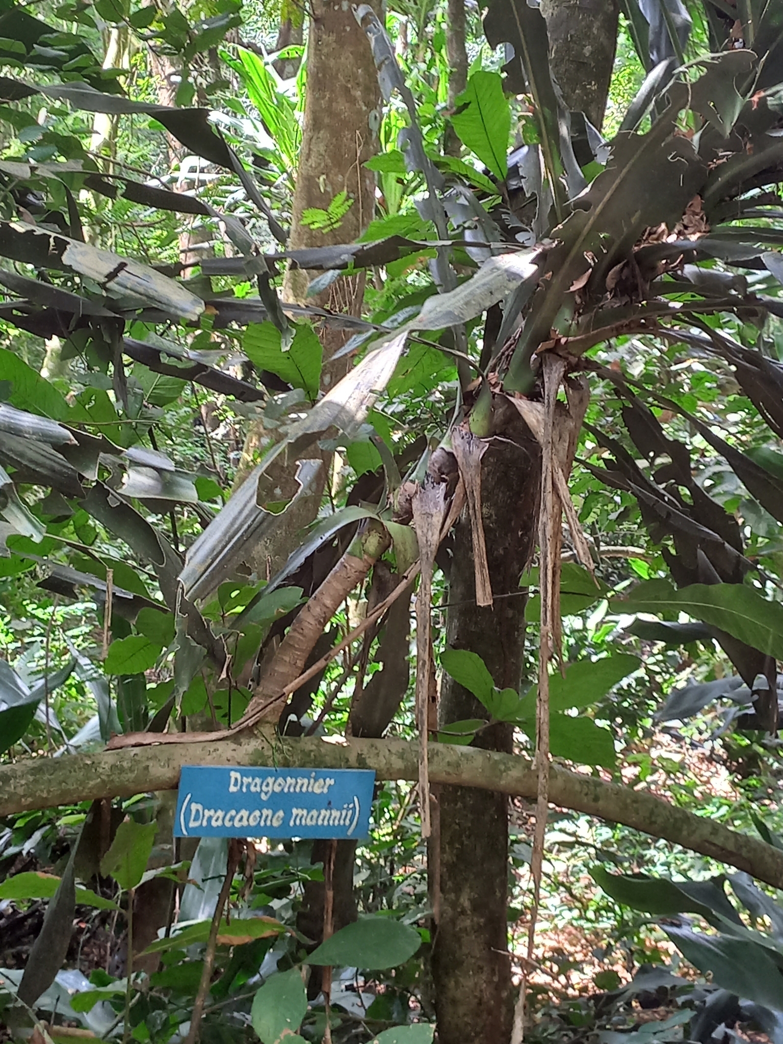 Imagem de Dracena