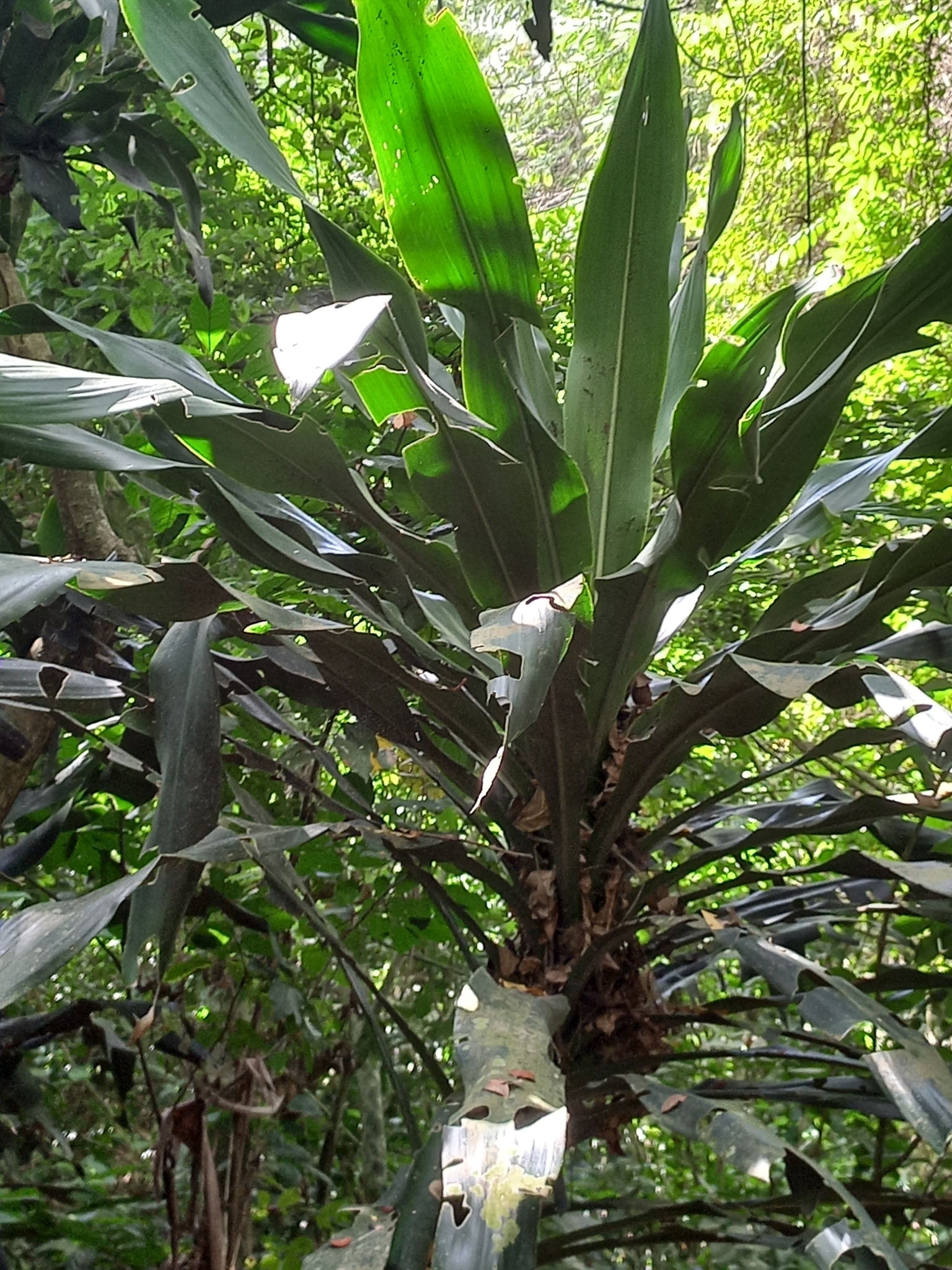 Imagem de Dracena