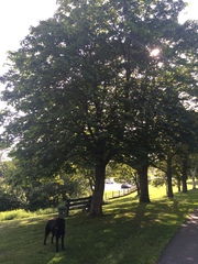 Aesculus hippocastanum