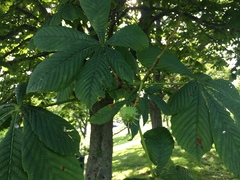 Aesculus hippocastanum