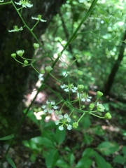Veratrum hybridum