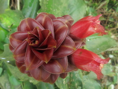 Costus lima