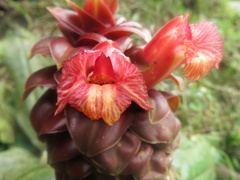 Costus lima