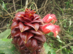 Costus lima