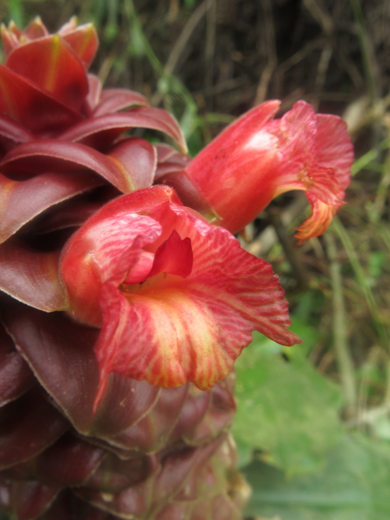 Costus lima
