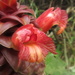 Costus lima - Photo (c) Dave Skinner, some rights reserved (CC BY-NC), uploaded by Dave Skinner