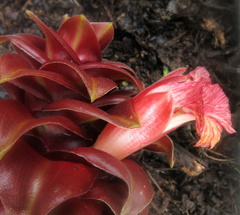 Costus lima