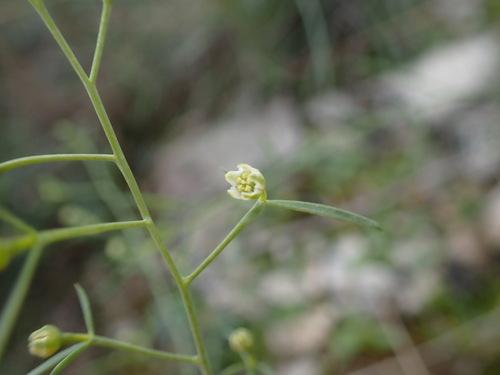 Image of Thesium divaricatum by (c) Franck Cabot, some rights reserved (CC BY)