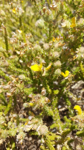 Yellowthorn Capegorse (Aspalathus aculeata)