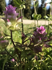 Orthocarpus cuspidatus