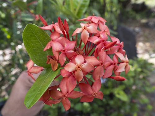Ixora coccinea