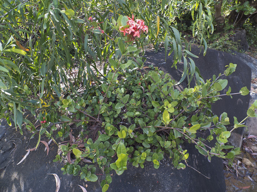 Ixora coccinea
