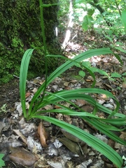 Veratrum hybridum