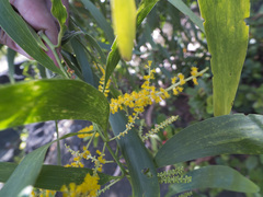 Acacia auriculiformis