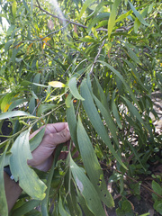 Acacia auriculiformis