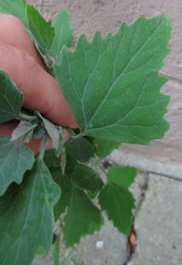 Chenopodium album