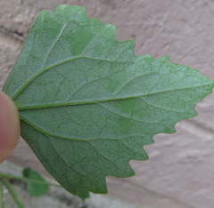 Chenopodium album