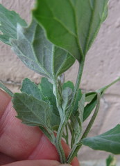 Chenopodium album