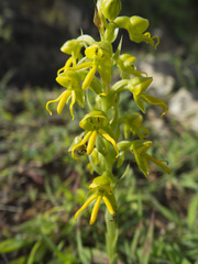 Habenaria marginata