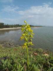 Habenaria marginata