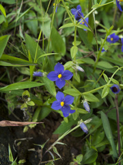 Exacum pumilum