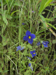 Exacum pumilum