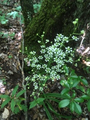 Veratrum hybridum