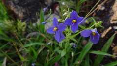 Exacum pumilum