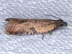 Constrictana constrictana