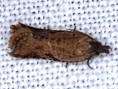 Constrictana constrictana