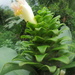 Costus gibbosus - Photo (c) Dave Skinner, some rights reserved (CC BY-NC), uploaded by Dave Skinner