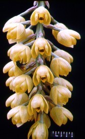 Acineta
