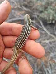 Southern Mallee Ctenotus photo 5