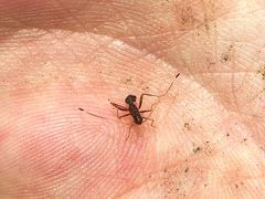 Paraxenetus guttulatus