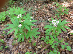 Cardamine heptaphylla
