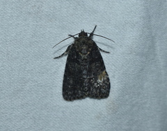 Acronicta afflicta