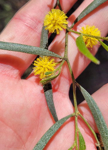 Whipstick Cinnamon Wattle (Acacia ausfeldii)
