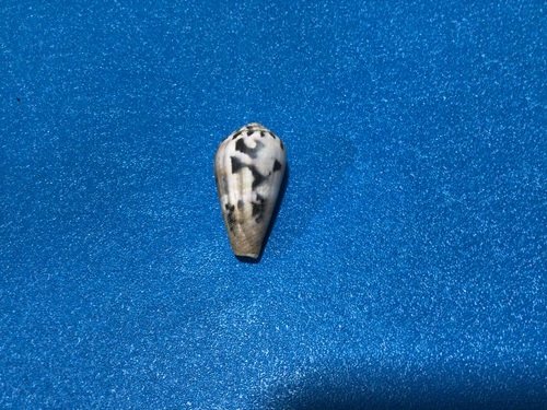 Conus fulmen observed 2024-11-29