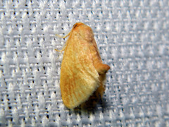 Tortricidia testacea